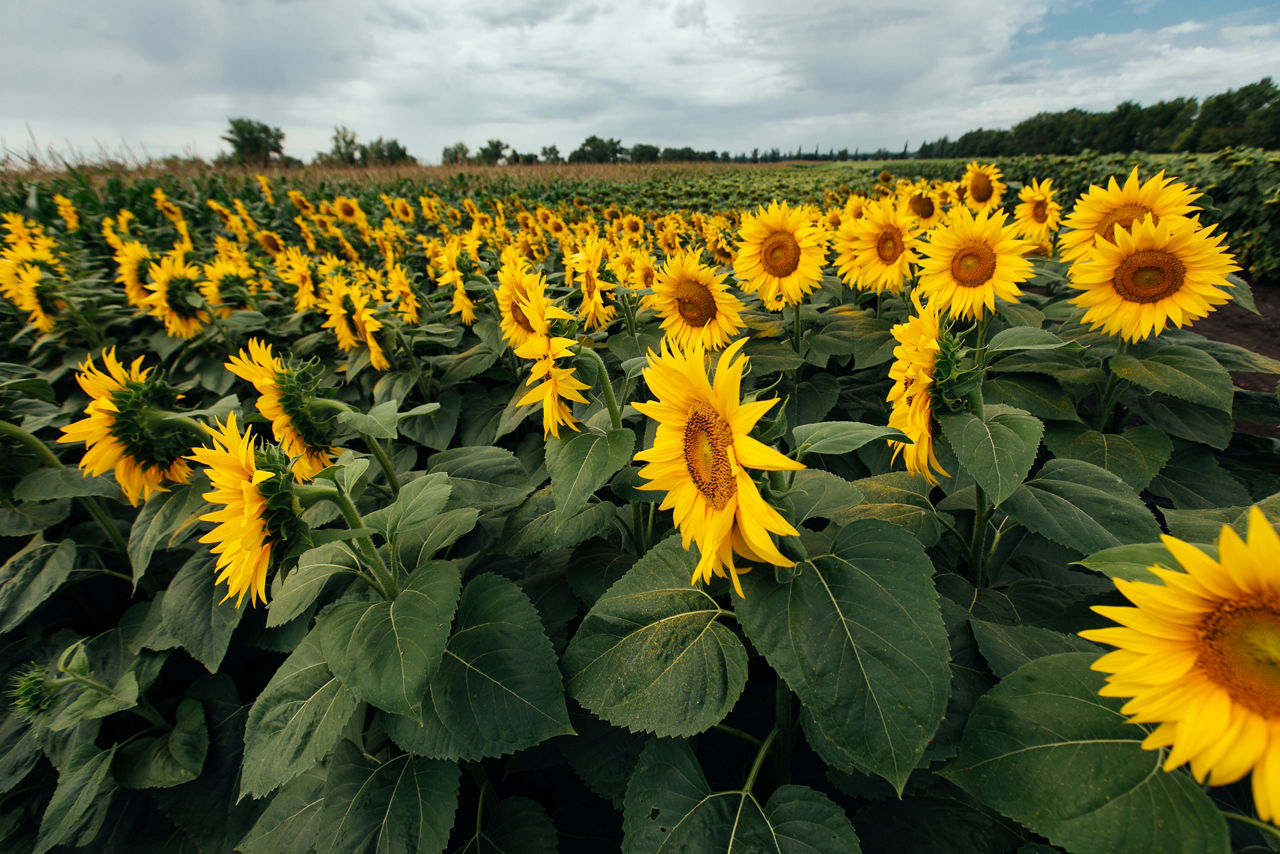 Entdecke die Pioneer Sonnenblumen Sorten