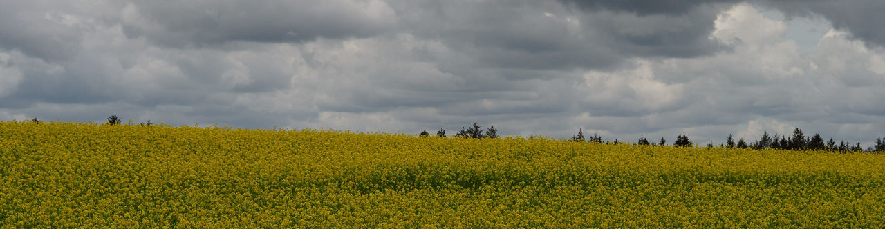 Raps Feld