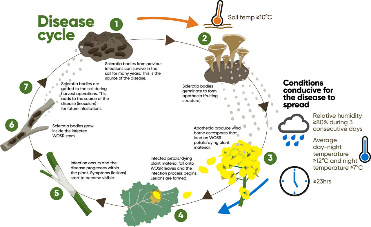 Corteva-Sclerotinia-disease