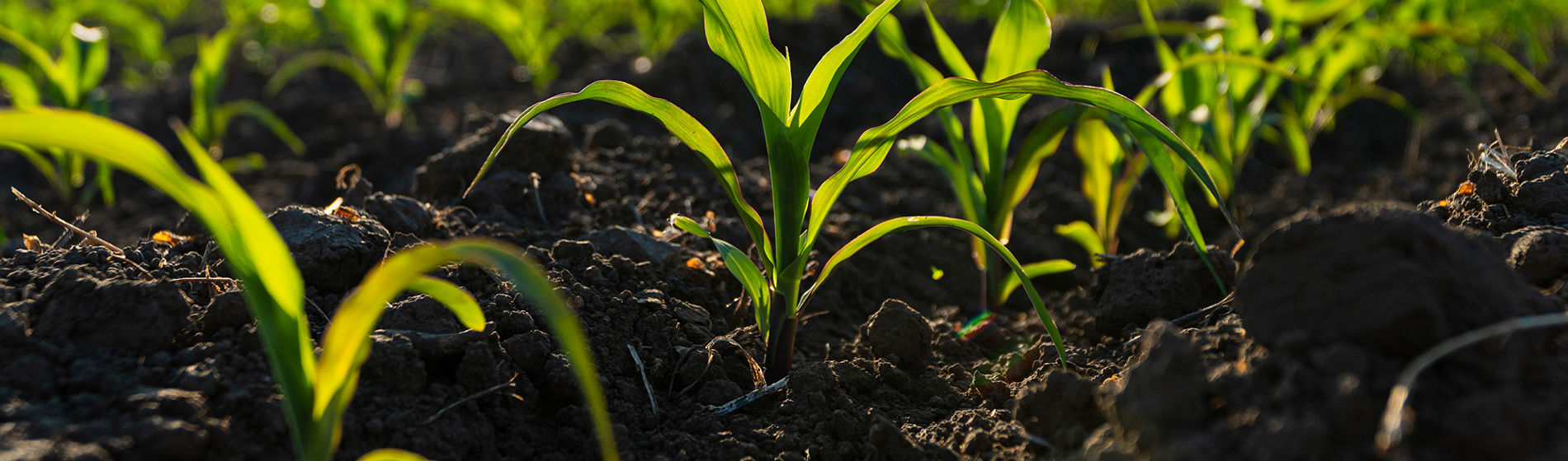 Maize