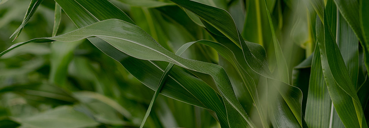 Corn Products