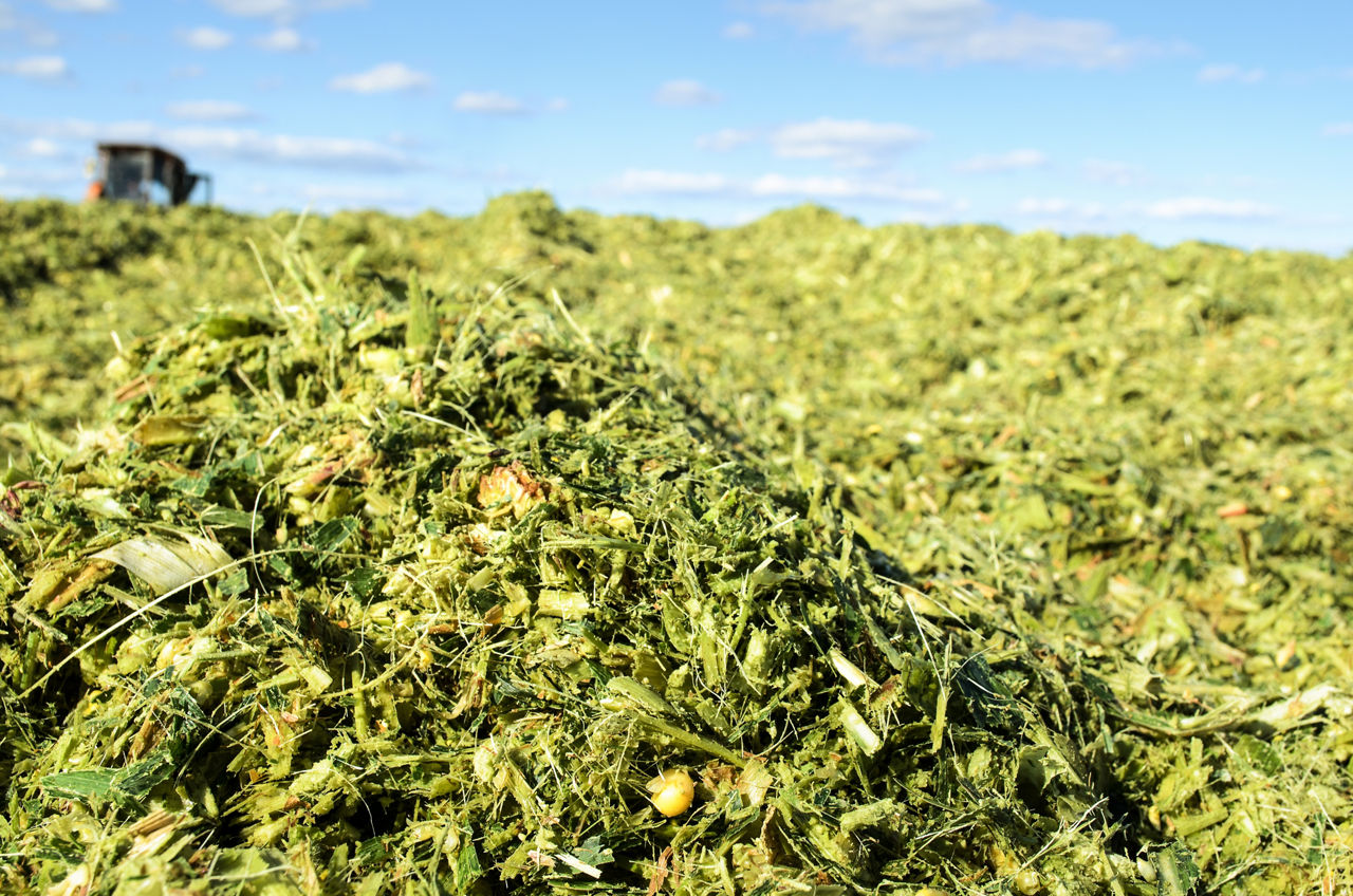 silage_cz