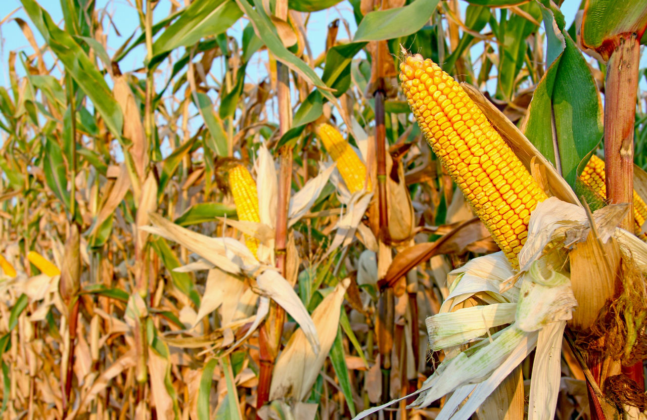 Maize crop