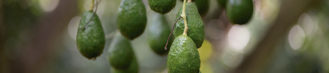 Cultivo de aguacate en verde