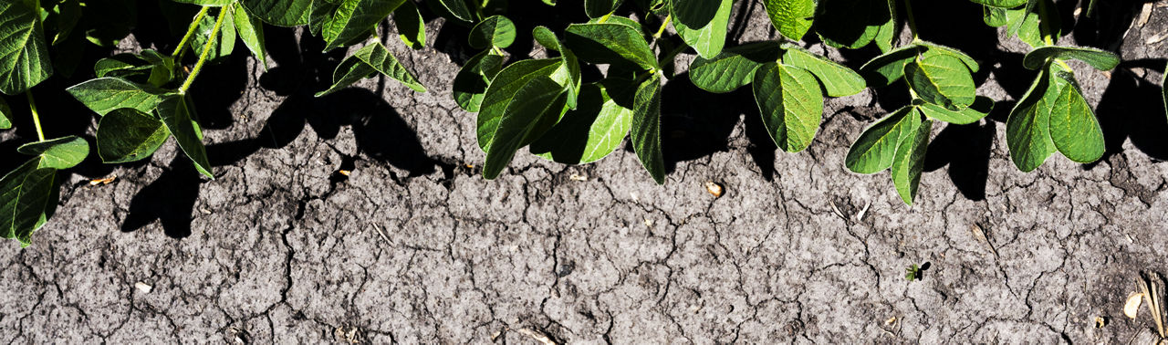 Drought soil