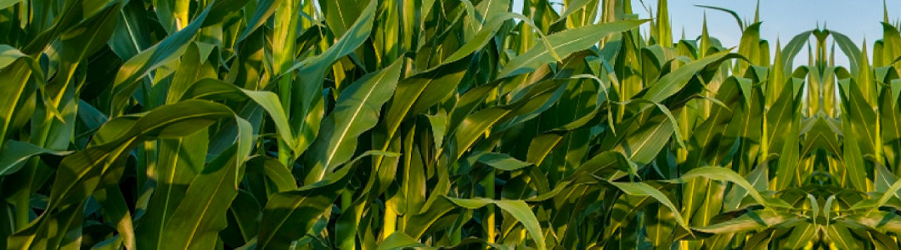 Banner1440x400_Maíz