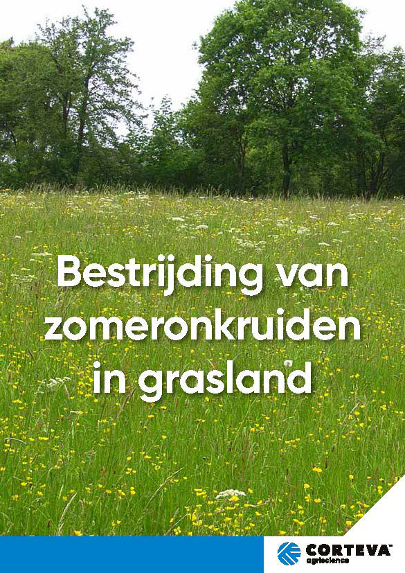 Zomeronkruiden in grasland