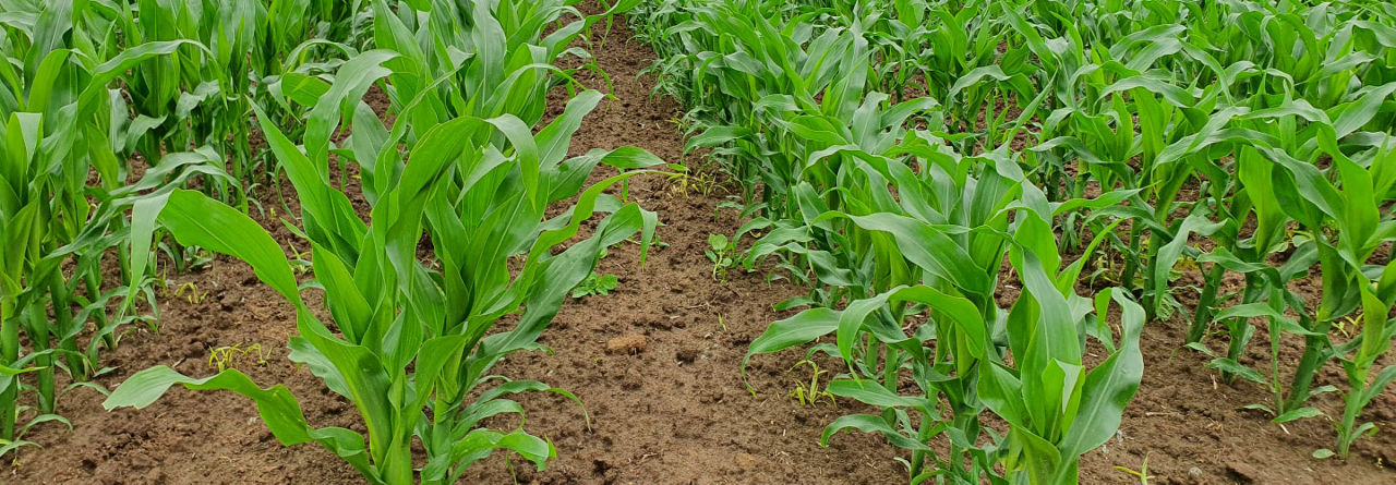 Sprayer on field