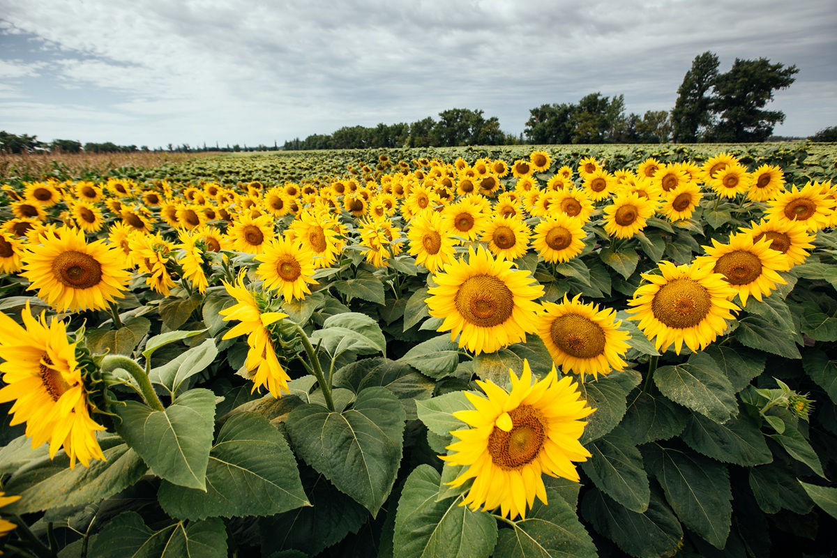 Biofuels_Sunflower.jpg