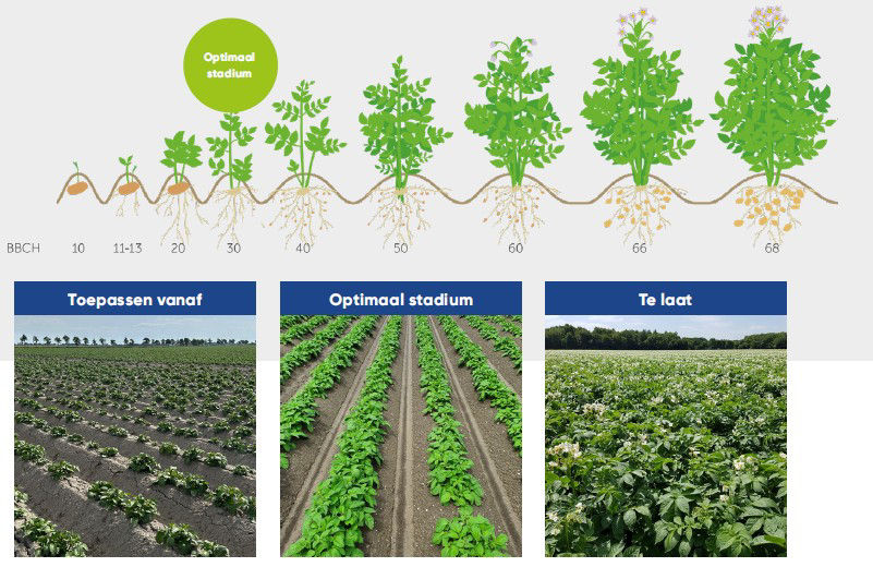 BlueN Toepassingsstadium in aardappelen