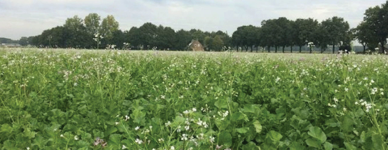 BlueN-Groenbemester-header