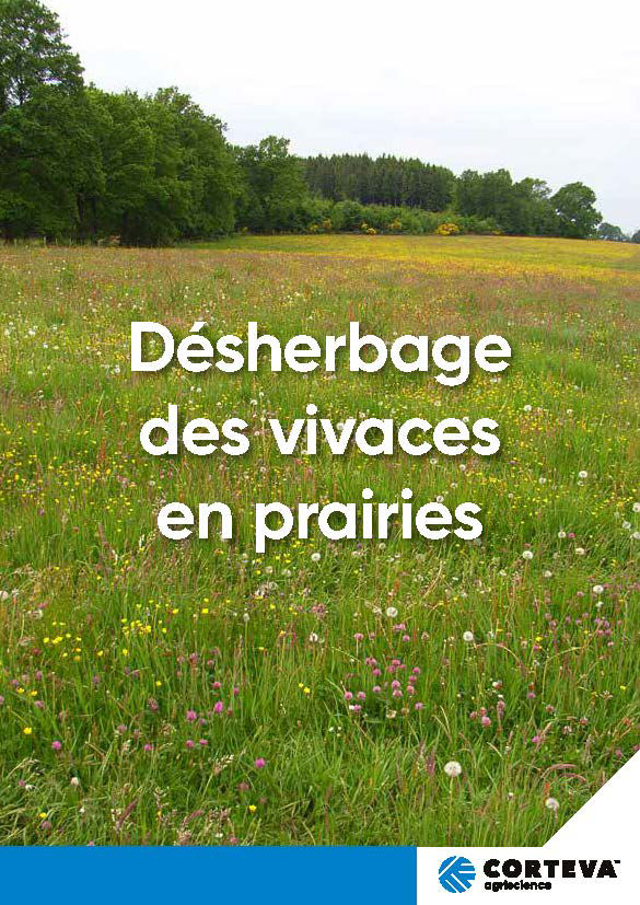 Vivaces en prairies