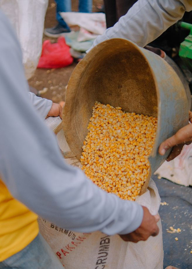 Hasil Panen Jagung
