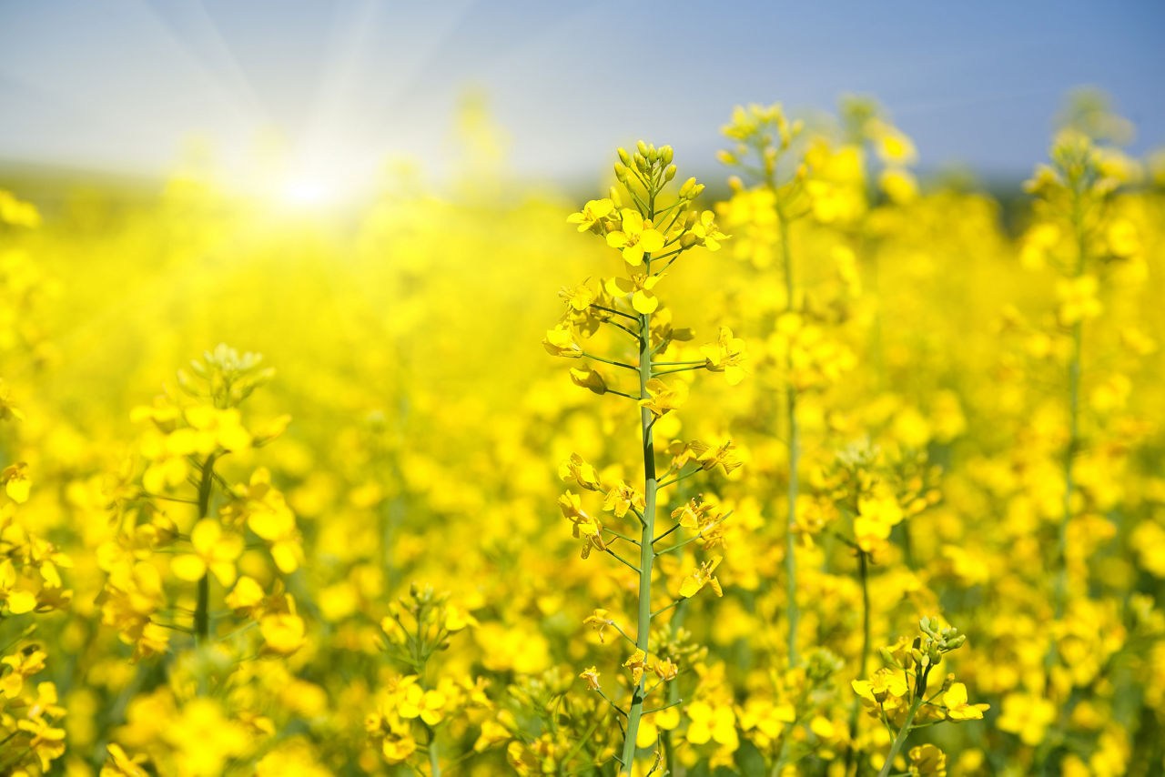 OSR crop