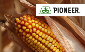Corn image