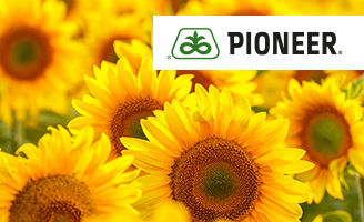 Sunflower image