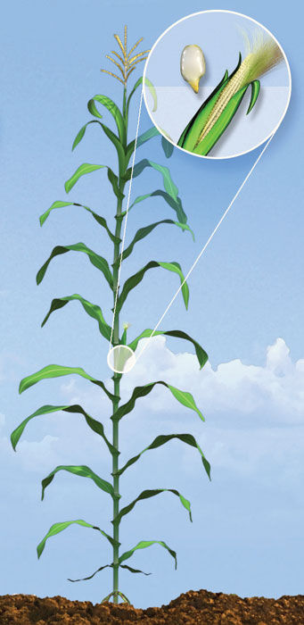 R2 Corn Growth Stage - Blister