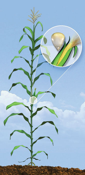 R3 Corn Growth Stage - Milk