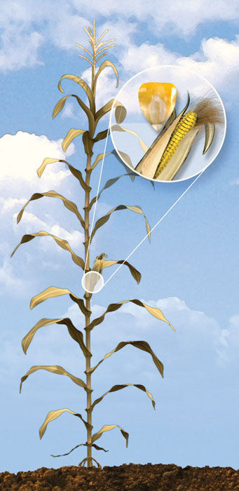 R6 Corn Growth Stage - Physiological Maturity