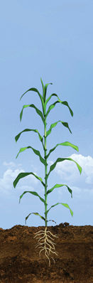 V3 - V5 Corn Growth Stages