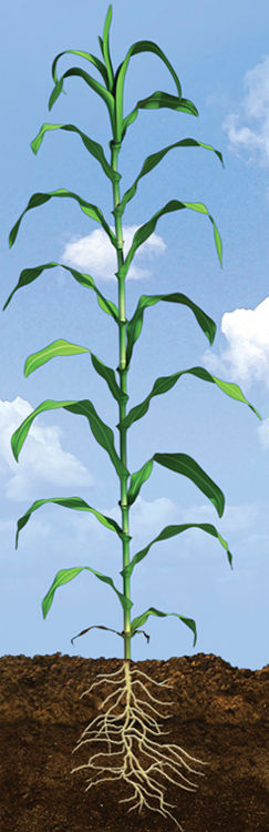 V15 Corn Growth Stage