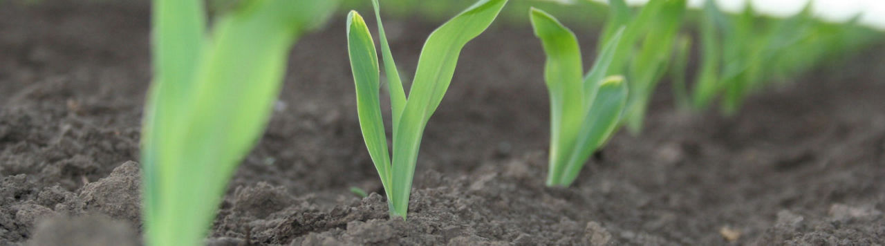 Corn_early