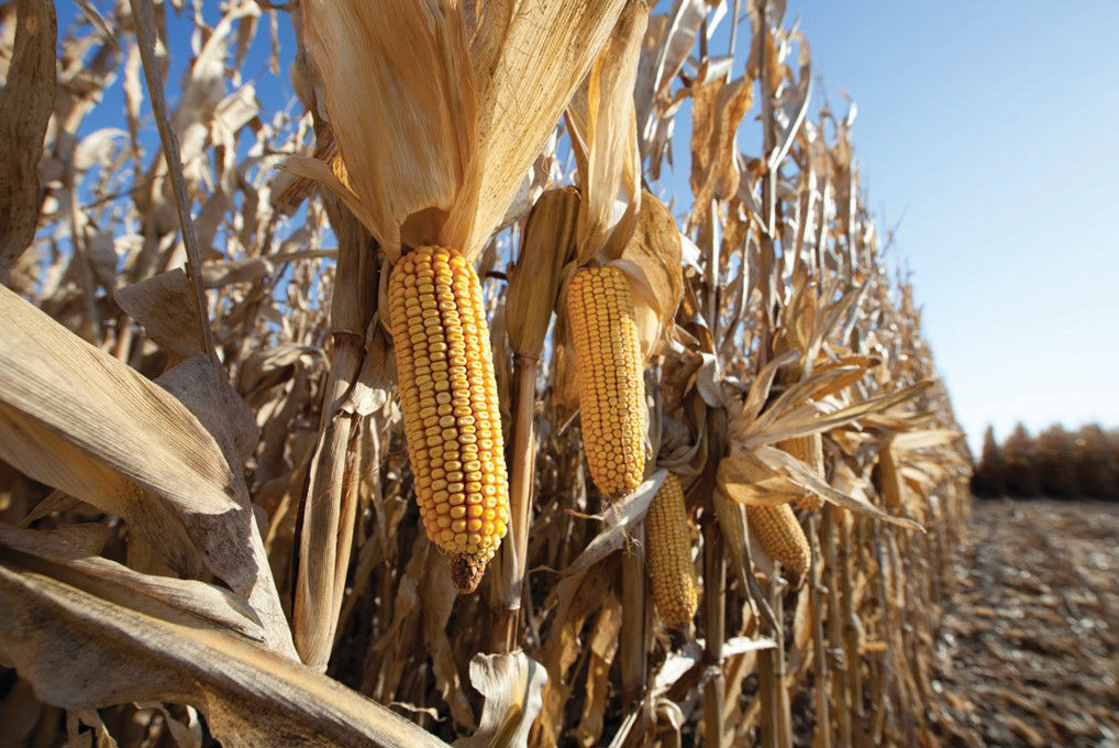 Corn_mapas