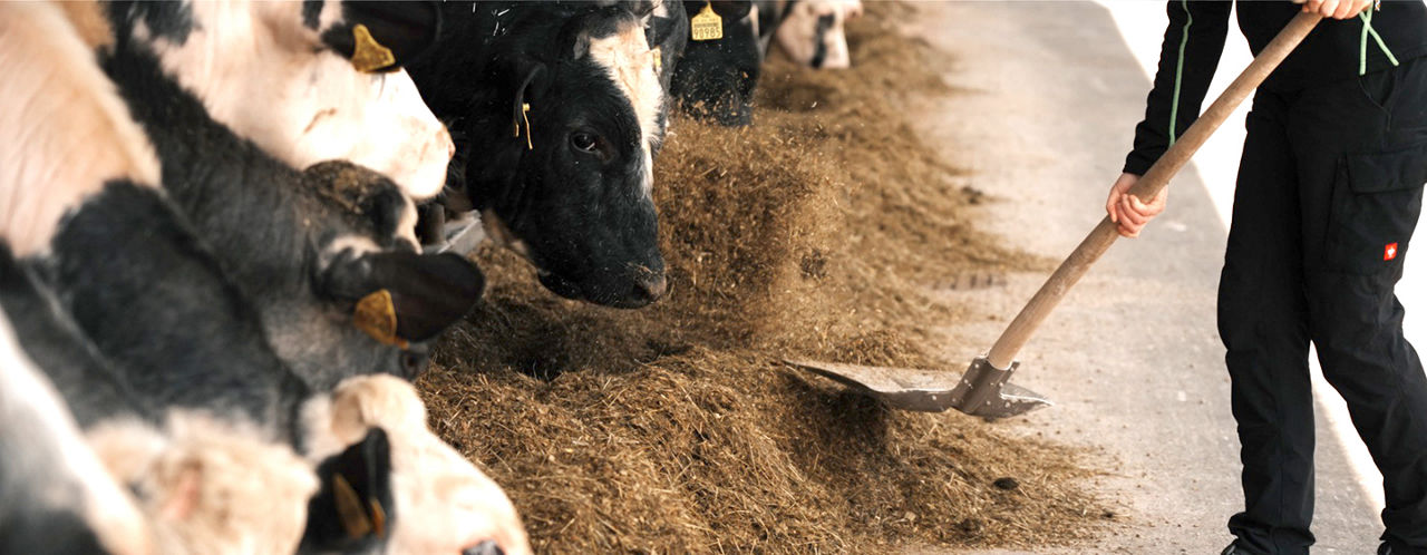 Corteva_Banner_05_Mobile_Silo_und_Futtermais-2