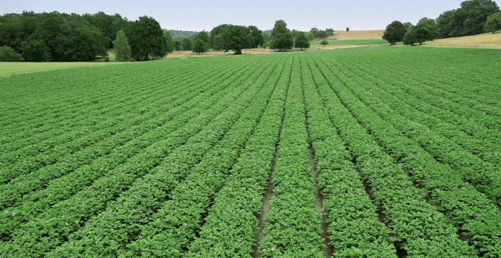 Kartoffelanbau