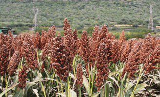Cosecha de Sorgo
