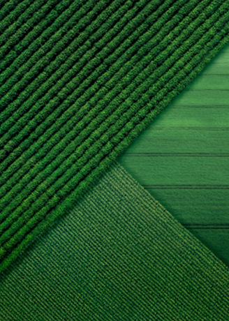 CropRowsAerialViewComposed