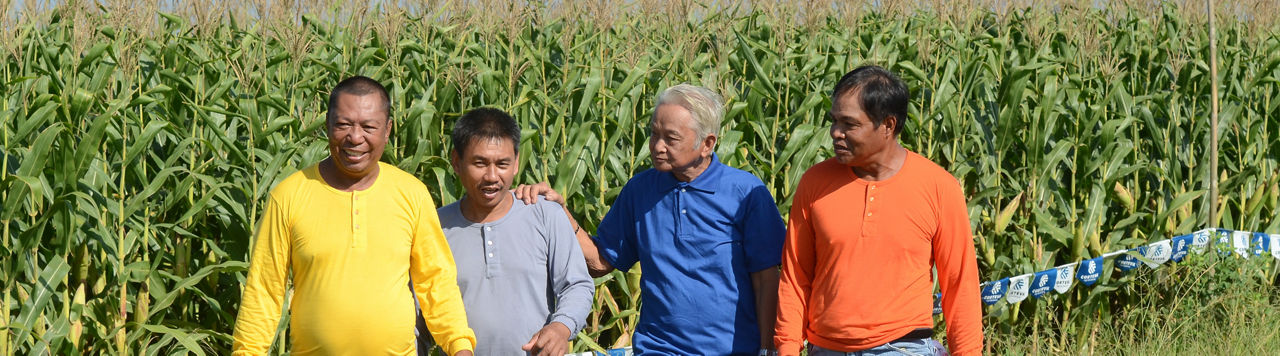 four farmers walking around the corn field