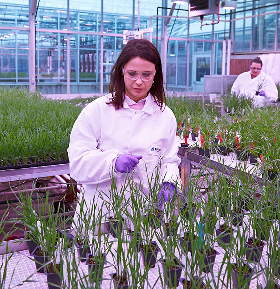 Greenhouse
