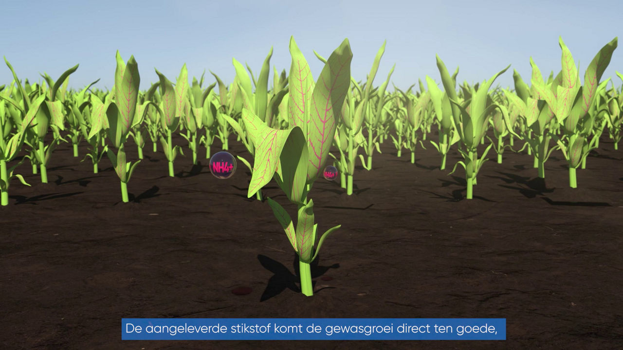 BlueN® Nieuwe biologische stikstofbron voor het gewas