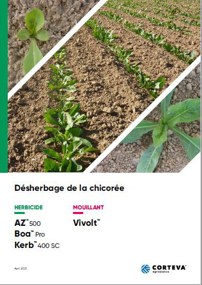 Désherbage de la chicorée front