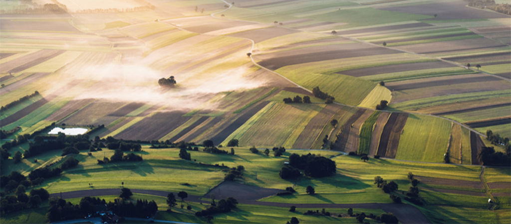 rice fields asia