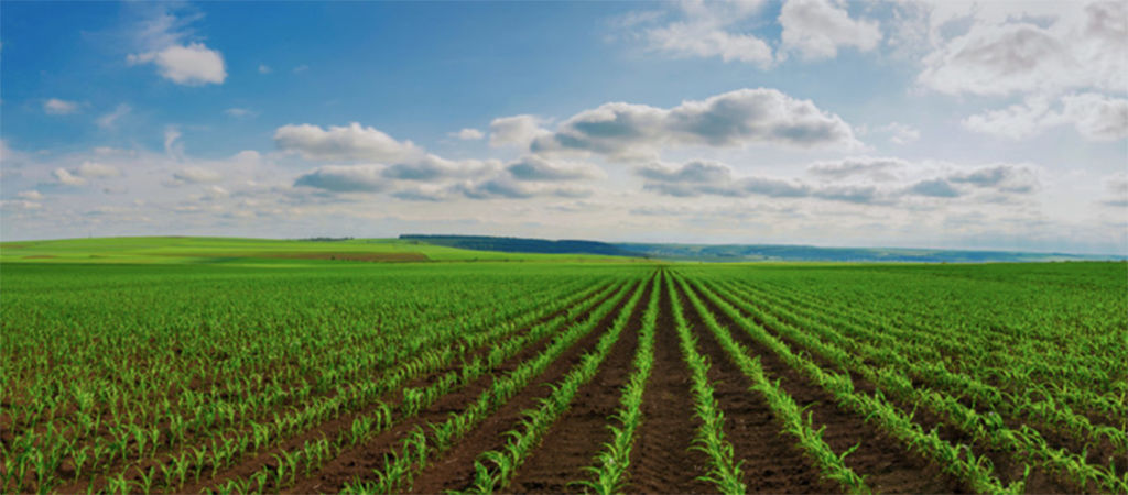 field with sky