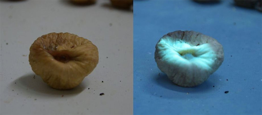 mycotoxins