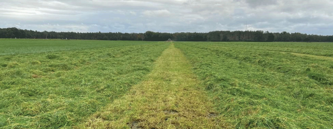 Eerste-snede-voorlopig-flinke-uitdaging