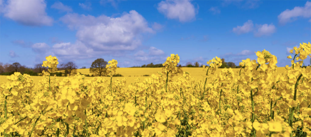 OSR crop