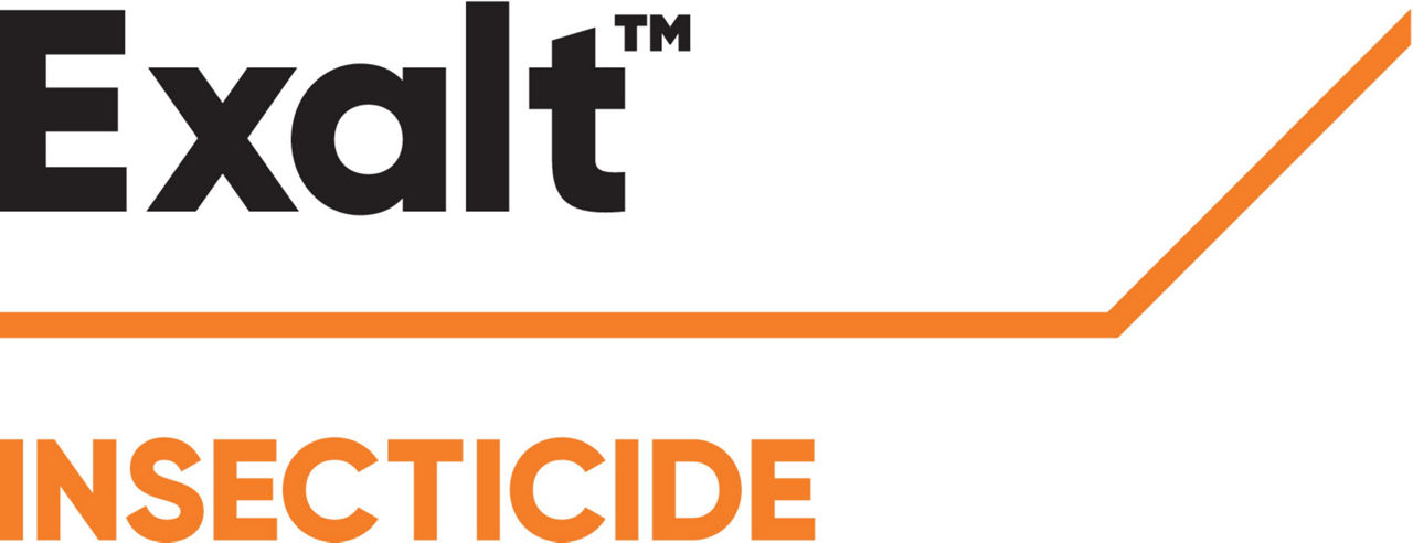 Exalt logo web NLD