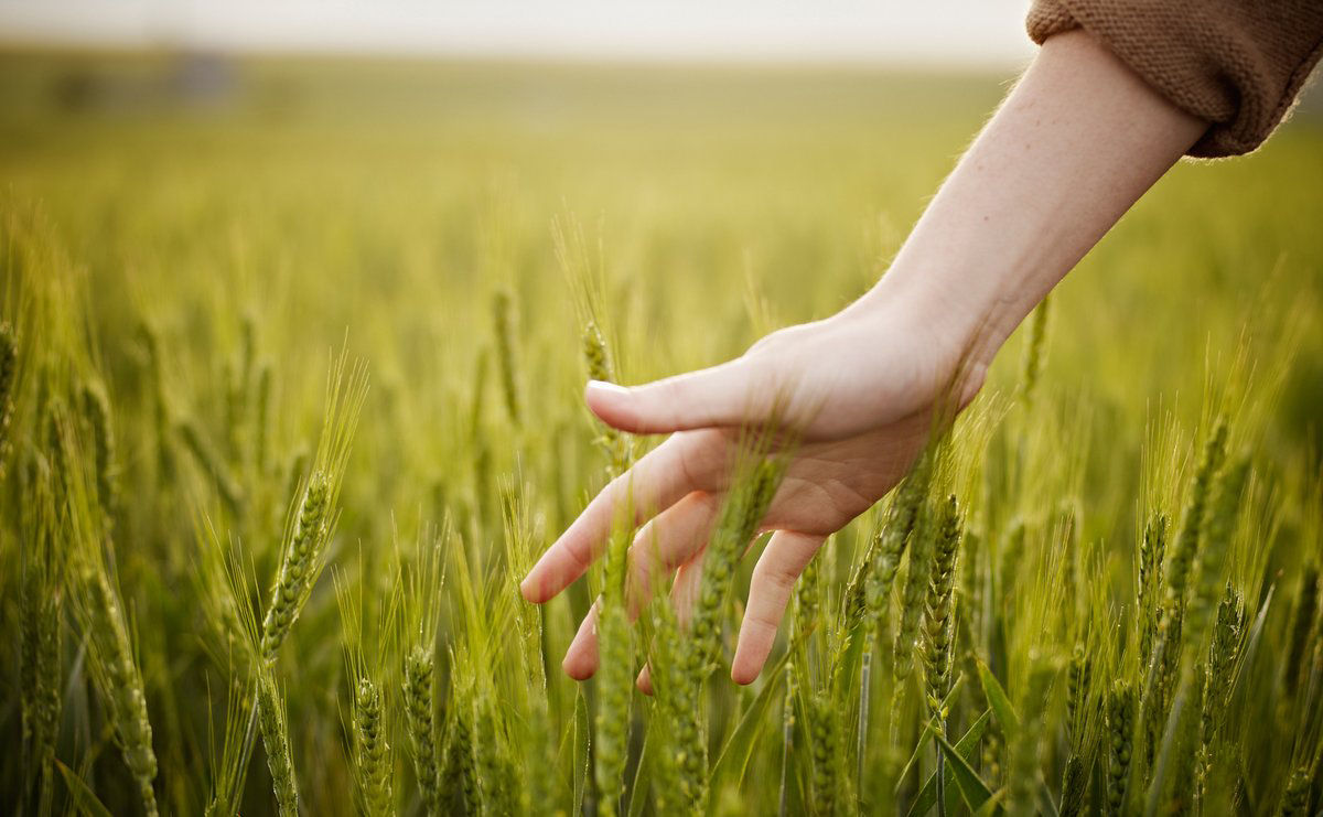 Field