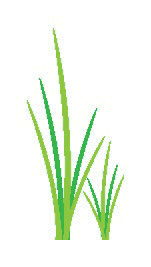 Gras