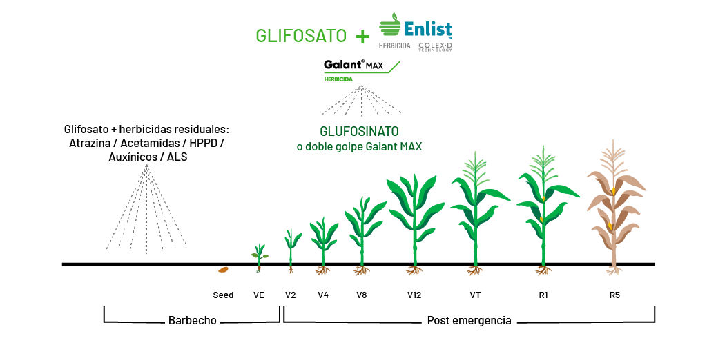 Gráfico de PowerCore™ Enlist™ 