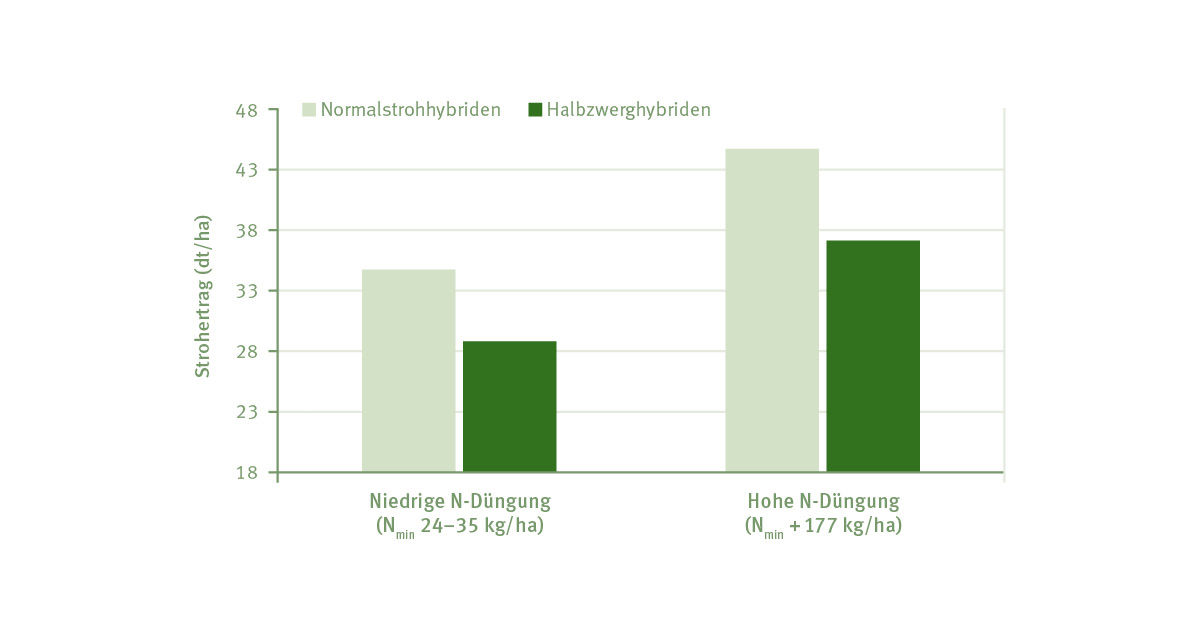 Halbzwerghybriden vs Normalstrohhybriden N-Effizienz