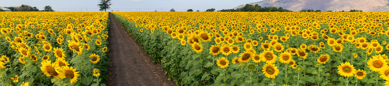 Header_3_IMG