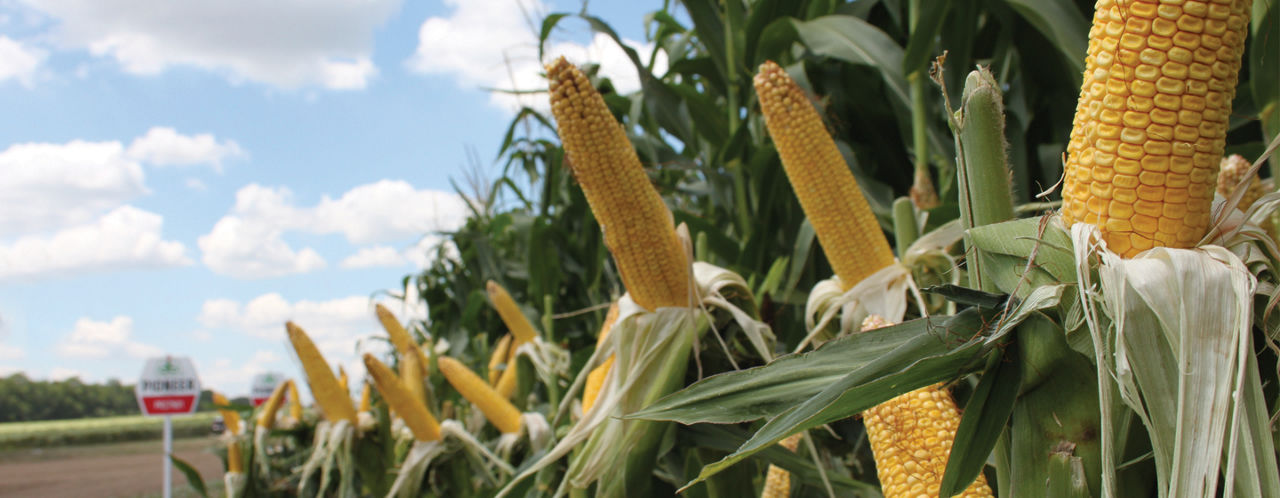 IMG-desktop_corn_sunf_money_ok_1440x560_new2
