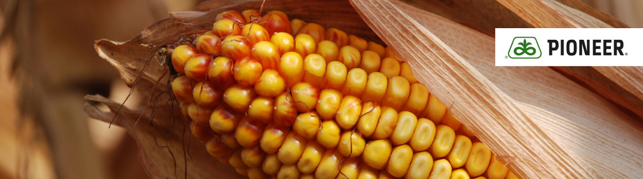 Corn seeds Mobile