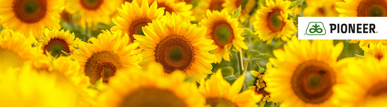 Sunflower seeds Mobile