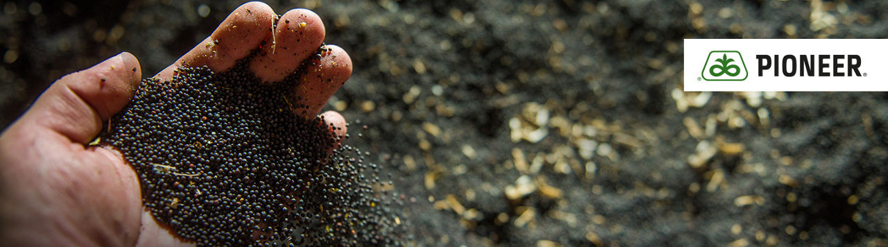 OSR Seeds mobile